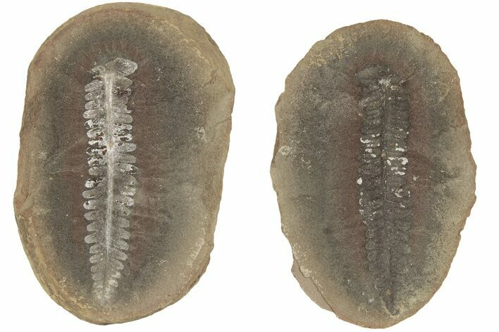 Fossil Fern (Pecopteris) Nodule Pos/Neg - Mazon Creek #184643